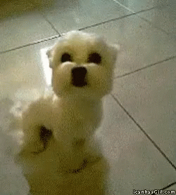 Small White Dog Standing on Hind Legs