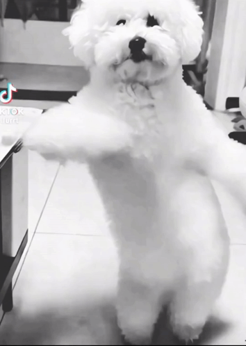 Small White Dog Standing on Hind Legs