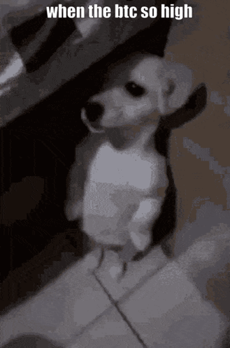 Small White Dog Standing On Tiled Floor With Caption When The BTC So High GIF