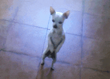Small White Dog Standing