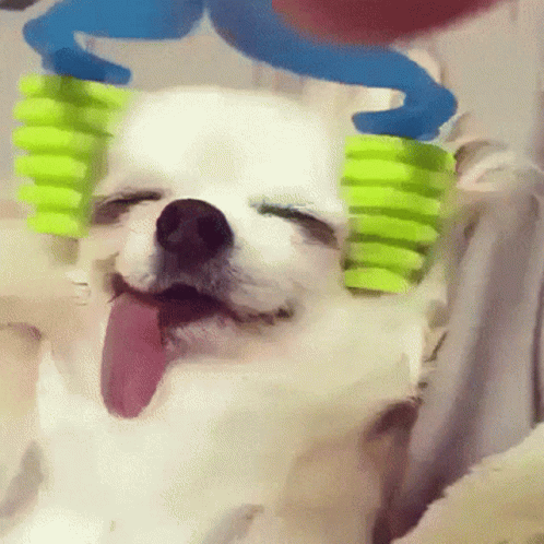 Small White Dog Tongue Out Brushed With Green Toothbrushes