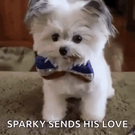 Small White Dog Wearing Bow Tie GIF
