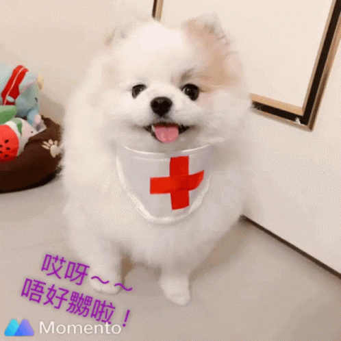 Small White Dog Wearing Cross Bandana