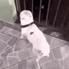 Small White Dog Wearing Hat