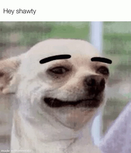 Small White Dog With Black Eyebrows