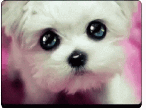 Small White Dog With Blue Eyes Sitting