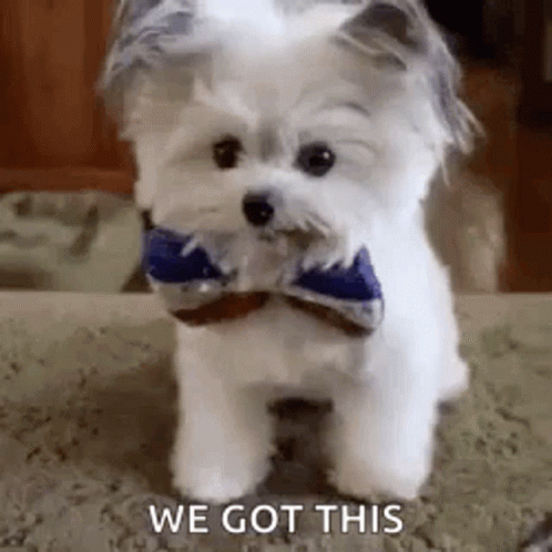 Small White Dog with Bow Tie