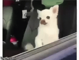 Small White Dog With Mustache Sitting in Back Seat of Car