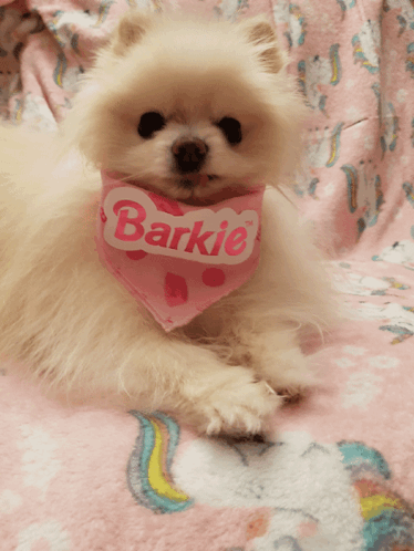 Small White Dog with Pink Barkie Bandana
