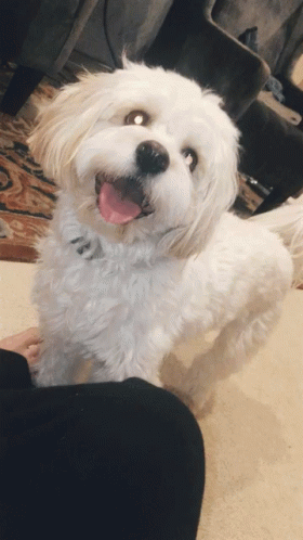 Small White Dog With Pink Tongue Sticking Out