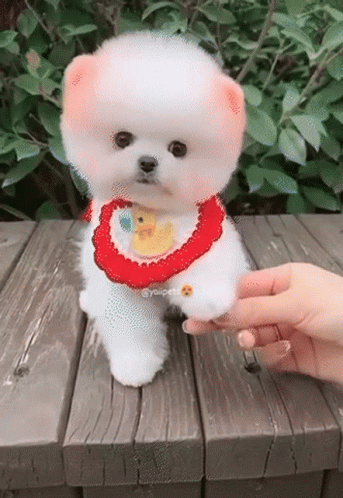 Small White Dog With Red Scarf on Wooden Table