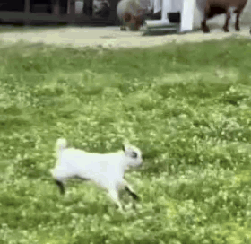 Small White Goat Running Through Green Field