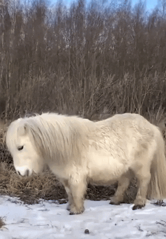 Small White Horse Standing in Snow Near Forest