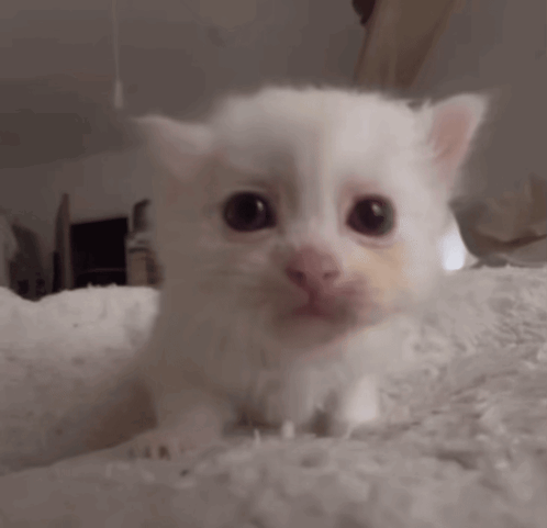 Small White Kitten Sitting On White Blanket Looking At Camera GIF