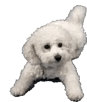 Small White Poodle Lying Down
