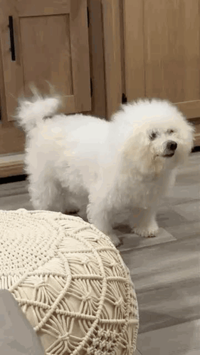Small White Poodle Next to White Ottoman