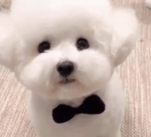 Small White Poodle with Black Bow Tie
