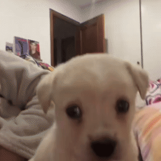 Small White Puppy Looking at Camera