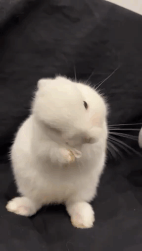 Small White Rabbit Standing