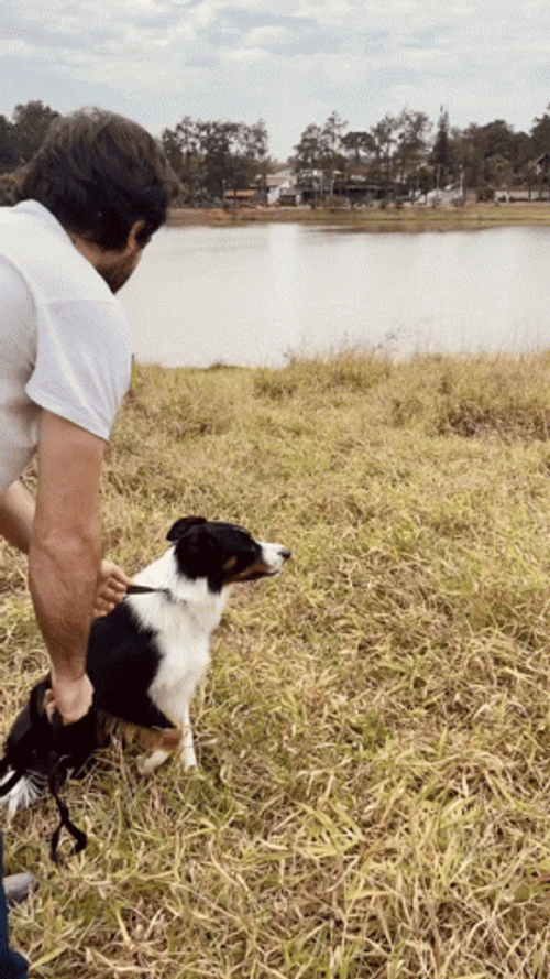 Smart Border Collie Dives Into Lake GIF