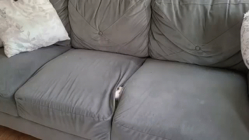 Smart Cat Escape Hiding Couch GIF