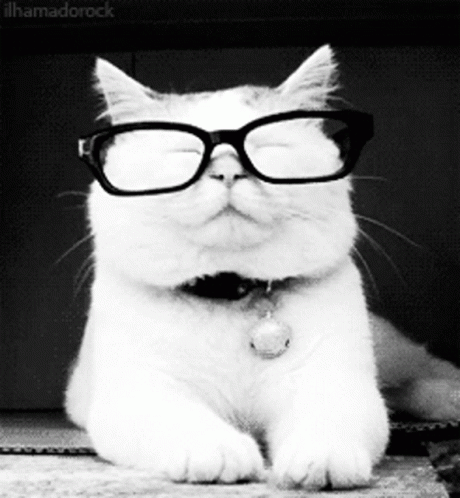 Smart Cat With Glasses GIF