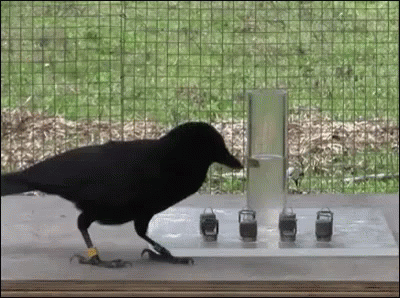 Smart Crow Solving Problems GIF