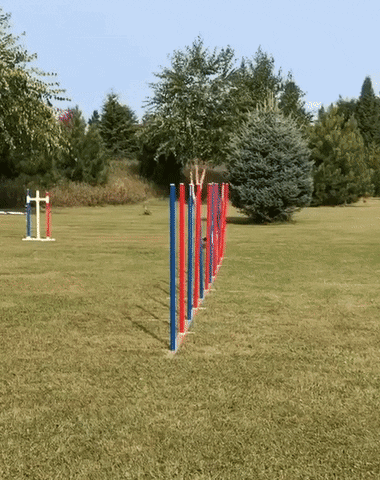 Smart Dog German Shepherd GIF