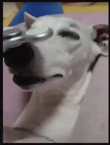 Smart Dog Nose And Feet Spinner Tricks GIF