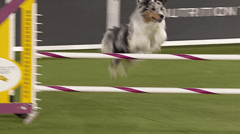 Smart Dog Sped Run Agility Competition GIF
