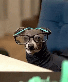 Smart Meme Cute Dog With Eyeglasses GIF