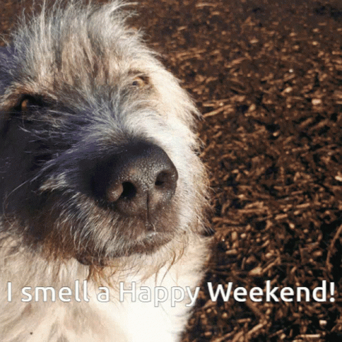 Smelling Dog Almost The Weekend GIF