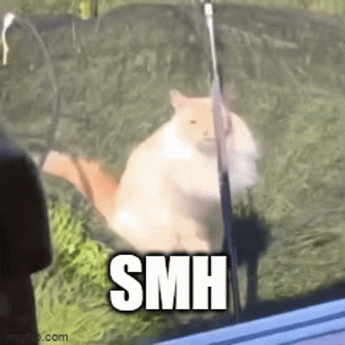 Smh Meme Orange Furry Cat GIF