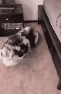 Smile Dog Gif GIF