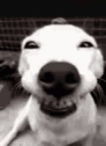 Smile Ugly Dog GIF