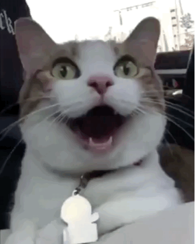 Smiley Cat Excited GIF