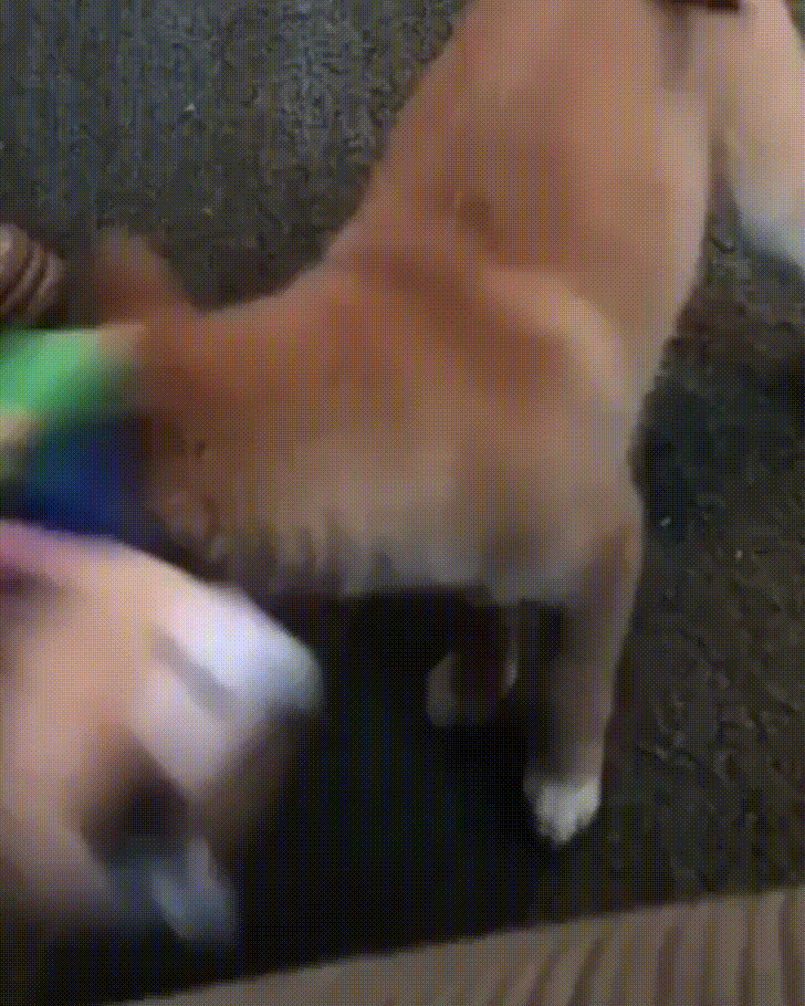 Smiley Dog Playing Tug GIF