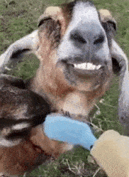 Smiley Goat Brushed GIF