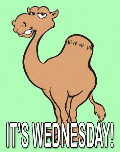 Smiling Camel It's Hilarious Wednesday GIF