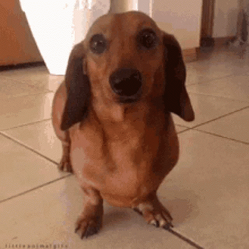 Smiling Dachshund Dog Wagging Tail GIF