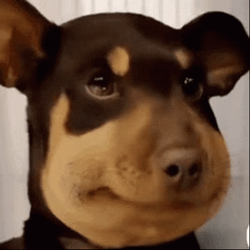 Smiling Dog Awkward Chubby Face GIF