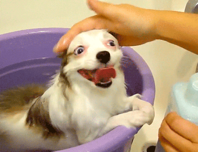 Smiling Dog Bath GIF