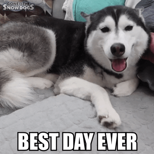 Smiling Dog Best Day Ever GIF