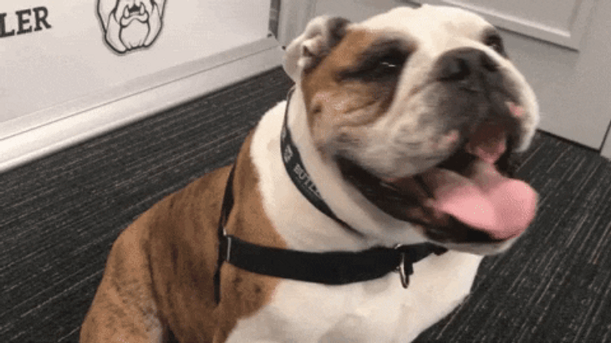 Smiling Dog Butler Bulldog GIF