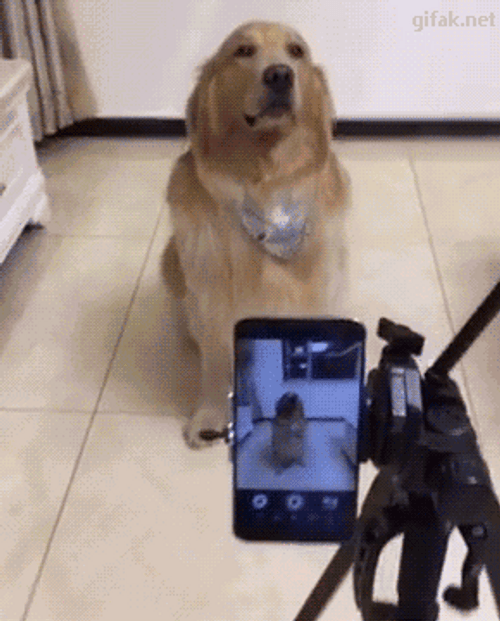 Smiling Dog Camera Pictorial GIF