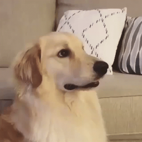 Smiling Dog Caught Side Look GIF
