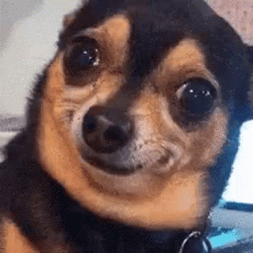 Smiling Dog Chihuahua Big Eyes GIF