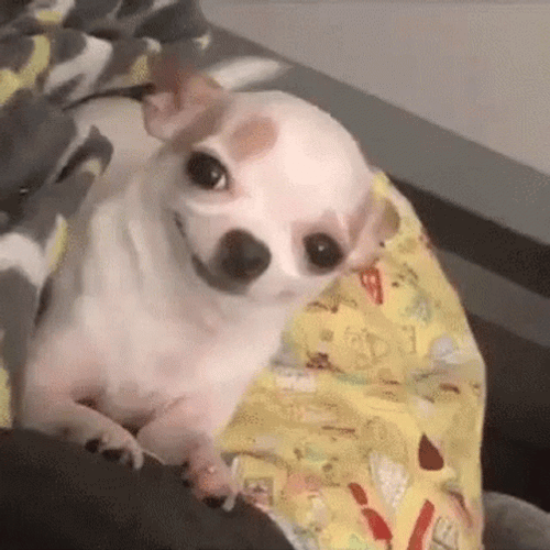 Smiling Dog Chihuahua Blink GIF
