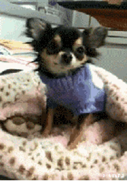 Smiling Dog Costume Chihuahua GIF