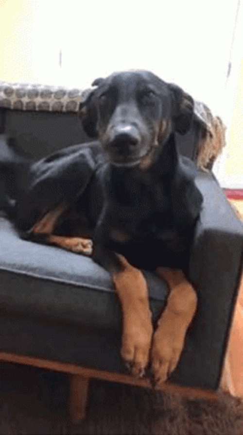 Smiling Dog Couch Dobermann GIF